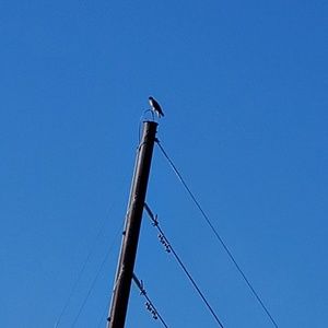 Meet your Posher, Korey